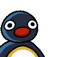 NOOT NOOT